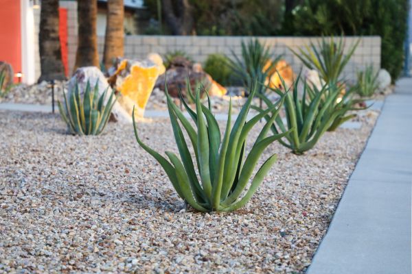 Drought Resistant Landscaping in Sequim