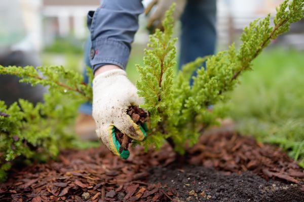 Church Mulching in Sequim