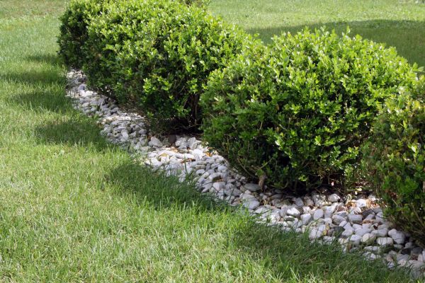 Boxwood Planting in Sequim