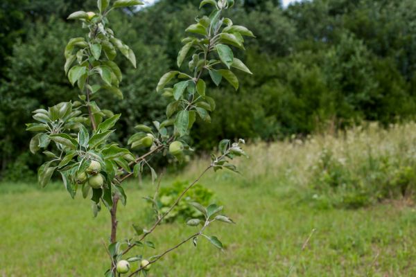 Apple Tree Planting in Sequim