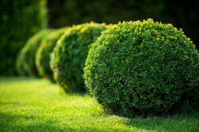 Shrub Landscaping